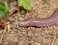 european worm lizard, Blanus cinereus in greece