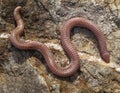 european worm lizard, Blanus cinereus in greece