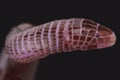 European worm lizard (Blanus cinereus)