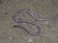 European worm snake or blind snake, Typhlops vermicularis