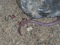 European worm snake or blind snake, Typhlops vermicularis