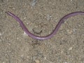 European worm snake or blind snake, Typhlops vermicularis