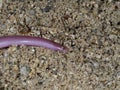 European worm snake or blind snake, Typhlops vermicularis