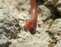 european worm snake, typhlops vermicularis