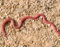 european worm snake, typhlops vermicularis