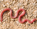 european worm snake, typhlops vermicularis