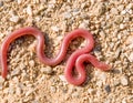 european worm snake, typhlops vermicularis