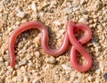 european worm snake, typhlops vermicularis