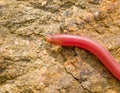 european worm snake, typhlops vermicularis