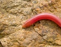 european worm snake, typhlops vermicularis