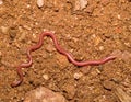 european worm snake, typhlops vermicularis