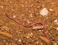 european worm snake, typhlops vermicularis