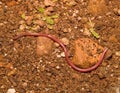 european worm snake, typhlops vermicularis