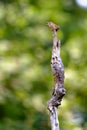 European wren is singing on a branch in the forest - singender ZaunkÃÂ¶nig