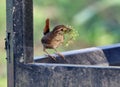 Wren perching on litter bin with nesting material