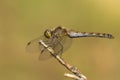 The European yellow dragonfly sitting on stig