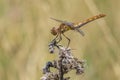 The European yellow dragonfly sitting on stig