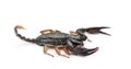 European Yellow-Tailed Scorpion