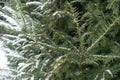 European yew branches with immature cones covered with snow