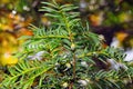 European yew (Taxus baccata) with green immature cones