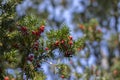 European yew Taxus baccata is ornamental park conifer shrub with poisonous and bitter red ripened berry fruits Royalty Free Stock Photo