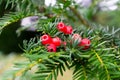 The european yew or taxus baccata tree branch with the red berries Royalty Free Stock Photo