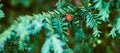 European Yew Tree, Taxus Baccata Evergreen Yew Close Up Toned, Poisonous Plant With Toxins Alkaloids