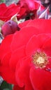 Europeana rose, dark red petals, close up