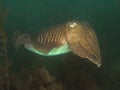 Europen Cuttlefish Royalty Free Stock Photo