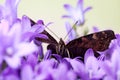 Europen Peacock and Bellflowers