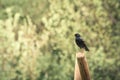 Europen Starling. Young little bird sits and rests in the park on a background of green vegetation Royalty Free Stock Photo