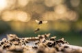 Europena honey bees feeding on the honey comb on the sunset colored golden background. Royalty Free Stock Photo