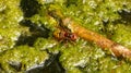 Europena hornet drinks water on a pond Royalty Free Stock Photo