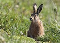 Europese Haas, European Hare, Lepus europaeus