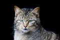 Europese Wilde Kat, European Wild Cat, Felis silvestris