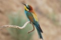 Europian Bee Eater