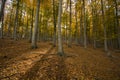 nature forest sunlight sunshine trees autumn herbs love flovers woods leafs earth landscape