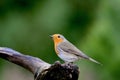 Europian Robin Royalty Free Stock Photo