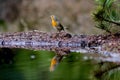 Europian Robin