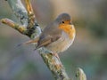 Europian robin on a branch full close up melancholic look