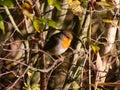 Robin. European robin in contemplative mood on a branch in autumn sunlight