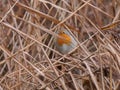 Europian robin hides in reed branches Royalty Free Stock Photo
