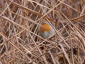 Europian robin hides in reed branches