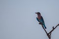 Europian roller colourful bird perching on a tree branch Royalty Free Stock Photo