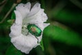 Eurpean Rose Chafer Royalty Free Stock Photo