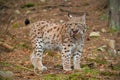 Eursian lynx in autmn forest with blurred background.