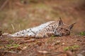 Eursian lynx laying on the ground in autmn forest with blurred background.
