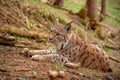 Eursian lynx laying on the ground in autmn forest with blurred background.