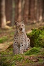 Eursian lynx sitting on rocks covered with green moss with blurred background.