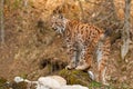 Eursian lynx standing on a rock in autmn forest with blurred background.